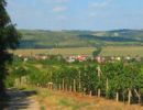 Pohled na Starovice z vinohradu